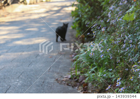 道端の紫の花と遠ざかる黒猫の影 143939344