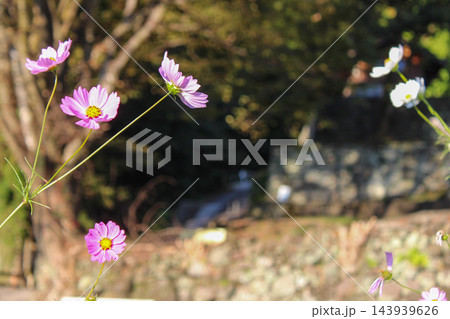 木漏れ日と咲き誇るピンクの秋桜 木漏れ日と咲き誇るピンクの秋桜 143939626