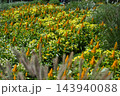 つくしのような鶏頭の花 143940088