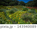 カラフルな大花壇 143940089