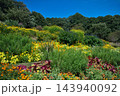 秋空とカラフルな花畑 143940092