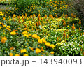 黄色い秋の花々 143940093