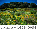 秋の花々が彩る花壇 143940094
