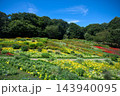 遊歩道沿いに咲く秋花 143940095