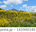 黄色の野草が土手に咲き誇る。磐梯山とのコラボレーションが青空に印象的で綺麗だ。 143940140