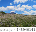 青紫色の野草が土手に咲き誇る。磐梯山とのコラボレーションが青空に印象的で綺麗だ。 143940141