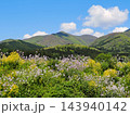 新緑の山に青紫色と黄色の野草が青空に印象的で綺麗だ。 143940142