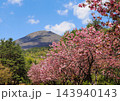 濃いピンク色の八重桜と磐梯山のコラボレーションが青空に印象的で綺麗だ。 143940143
