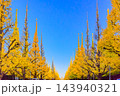 11月下旬の早朝の外苑いちょう並木で遠くに聖徳記念絵画館の屋根を見て黄金の巨木を捉えた正面の秋風景 143940321
