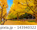 11月下旬の早朝の外苑いちょう並木歩道でベンチと犬と散歩する人の後ろ姿を捉えた黄金の秋風景 143940322