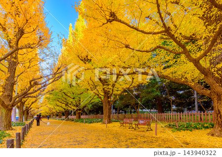 11月下旬の早朝の外苑いちょう並木歩道でベンチと犬と散歩する人の後ろ姿を捉えた黄金の秋風景 11月下旬の早朝の外苑いちょう並木歩道でベンチと犬と散歩する人の後ろ姿を捉えた黄金の秋風景 143940322