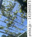 晴れた日の公園、つる植物に覆われたパーゴラ越しに見える青空 143940873