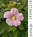 朝の光を浴びて美しく開花した大輪のピンクのフヨウ（芙蓉）の花 143941218