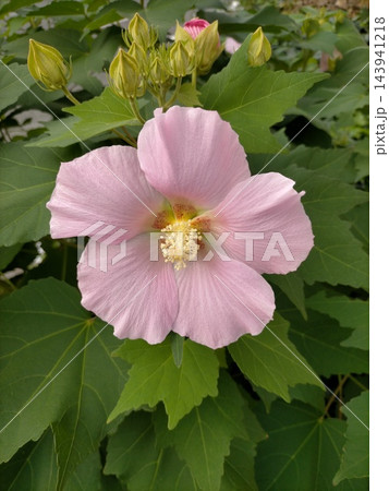 朝の光を浴びて美しく開花した大輪のピンクのフヨウ(芙蓉)の花 朝の光を浴びて美しく開花した大輪のピンクのフヨウ(芙蓉)の花 143941218