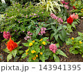 花壇を鮮やかに彩るケイトウやペンタスなど色とりどりの美しい寄せ植え/ 143941395