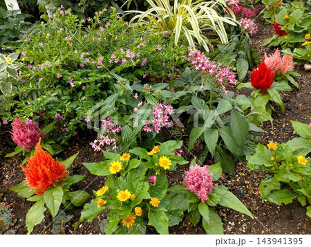 花壇を鮮やかに彩るケイトウやペンタスなど色とりどりの美しい寄せ植え/ 花壇を鮮やかに彩るケイトウやペンタスなど色とりどりの美しい寄せ植え/ 143941395