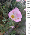 クローズアップで美しく咲き誇る淡いピンク色のヒルザキツキミソウの花 143941456