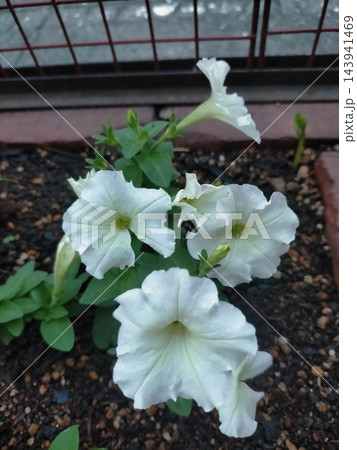 花壇の黒い土に映える美しく満開に咲いた純白のペチュニアの花 143941469