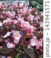 花壇に画面いっぱいに密集して美しく咲き誇る淡いピンク色のベゴニアの花 143941571