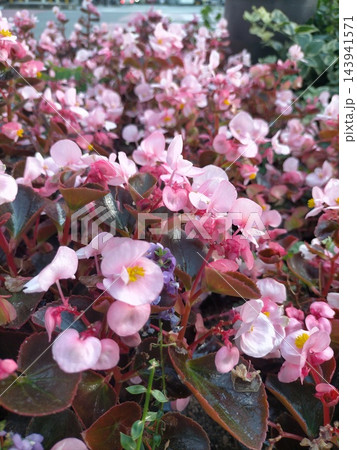 花壇に画面いっぱいに密集して美しく咲き誇る淡いピンク色のベゴニアの花 143941571