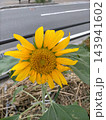 街角の花壇で太陽に向かって鮮やかに咲き誇る一輪のヒマワリの花 143941602