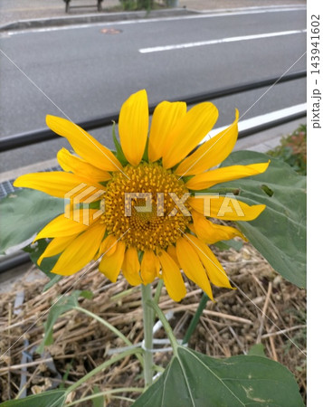 街角の花壇で太陽に向かって鮮やかに咲き誇る一輪のヒマワリの花 143941602