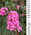 鮮やかな緑の葉を背景に満開に咲き誇る美しいピンク色のサルスベリの花 143941613