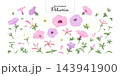Set of Petunia flowers, in pastel colors, isolated on a transparent background, hand-drawn botanical illustration. 143941900