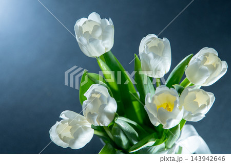 White tulips flowers. Floral bud. Tulip flower green spring bouquet 143942646