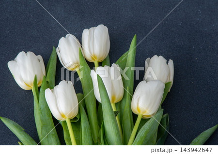 White tulips flowers. Floral bud. Tulip flower top view. 143942647