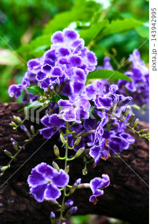 青い花のジュランタタカラヅカ 青い花のジュランタタカラヅカ 143942995