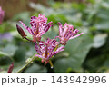 雨に濡れたホトトギスの花 143942996