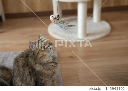見つめる可愛い猫　ペルシャ猫 143943102