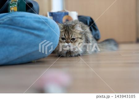 見つめる可愛い猫 ペルシャ猫 見つめる可愛い猫 ペルシャ猫 143943105