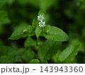 ウシハコベ 143943360