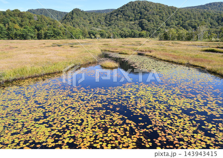 秋の尾瀬の草もみじと池塘の風景。群馬県片品村 143943415