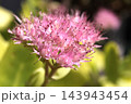 ピンクの花のオオベンケイソウ 143943454