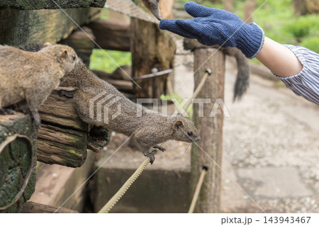 【町田リス園　リスにひまわりの種をあげる】 143943467