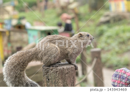 【町田リス園 リスにひまわりの種をあげる】 【町田リス園 リスにひまわりの種をあげる】 143943469