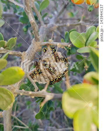 Paper wasps in their nest, showcasing their remarkable building skills and nurturing behavior 143944137