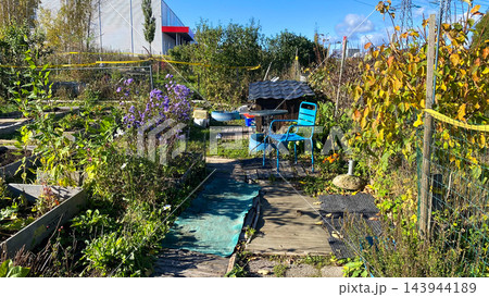 Community allotment garden with blue chair, wooden walkway and flowering plants on sunny autumn day 143944189