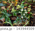 秋深まる山のセンブリの白い花とツルリンドウの赤い実 143944509