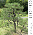 旧芝離宮恩賜庭園の見事な松の木と日本庭園 143944590