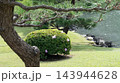 旧芝離宮恩賜庭園の松と咲き始めのツツジ 143944628