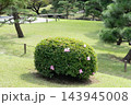 旧芝離宮恩賜庭園の綺麗に剪定されたツツジと松の木 143945008