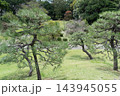 旧芝離宮恩賜庭園の松の木々と芝生 143945055