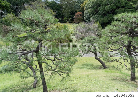 旧芝離宮恩賜庭園の松の木々と芝生 143945055