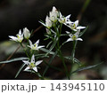 センブリの花 143945110