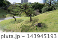 旧芝離宮恩賜庭園の築山と松の木 143945193