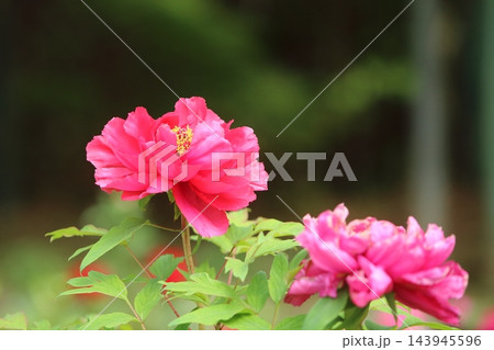 みやま市 ボタン園 ボタンの花、 みやま市 ボタン園 ボタンの花、 143945596